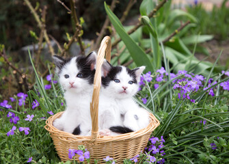 two cute little black and white domestic kittens are sitting in a wicker basket on a flower bed among greenery and small lilac flowers. Favorite pets walk in nature, learn about the world