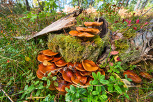 Very Rare Forest Mushroom. Extremely Poisonous. Omphalotus Olearius Or Orange Jack O Lantern Mushroom Gills