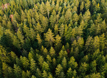 Drone View Of Green Coniferous Forest Trees