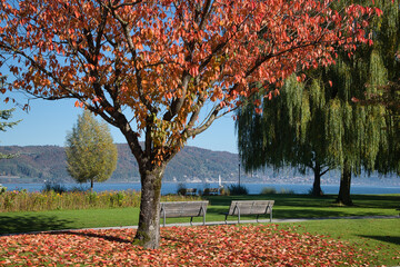 Wall Mural - Herbst am Ufer von Bodman am Bodensee