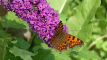 Beautiful Yellow Butterfly Collects Nectar On A Buddleja Flower. Butterfly Comma (Polygonia C-album). Blooming Buddleja Davidii Flower