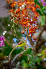 Wall Mural - exotic plants and flowers in  a green house