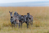 Fototapeta Konie - Zebra standing on the savanne of the Masai Mara Game Reserve in Kenya