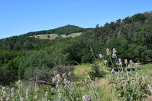 Paysage D'un Volcan D'Auvergne Dans La Chaine Des Puy Avec Au Devant Un Buisson De Chardons En été