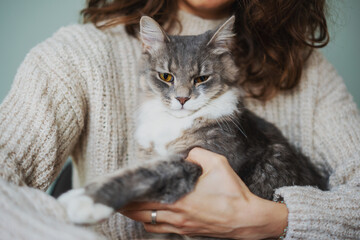 Sticker - Beautiful fluffy gray cat pet with yellow eyes sitting in the arms of the owner woman