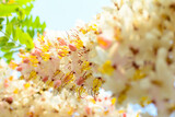 Fototapeta  - sky, cassia, park, wishing tree, colorful, sakura, botanical, cherry, petal, beauty, stem, shower, bouquet, summer, bright, botany, floral, white, bloom, flora, tropical, thailand, garden, flower