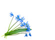 Spring postcard with Scilla siberica flowers