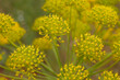 Fennel yellow blossoms