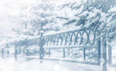 Wall Mural - Winter landscape. Winter urban landscape with snow-covered pavement. Snow-covered christmas trees in the winter park.