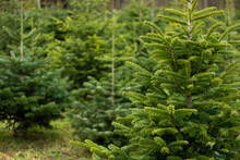 Christmas Fir Pine Tree Growing In A Nursery Near Forest. Close Up Shot, Shallow Depth Of Field, No People