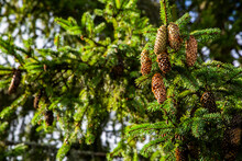 Pine Tree With Cones Close Up.