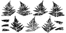 Set Of Fern Leaves Paint Prints Isolated On White Background
