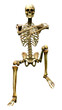 © photosvac - 3D Rendering Human Skeleton on White