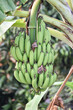 Banana is a herbaceous plant species in the genus Musa. There are many species in the genus. Some species have sprouts, but some are not sprouts. The leaves are flat, long, large, the lower petioles a