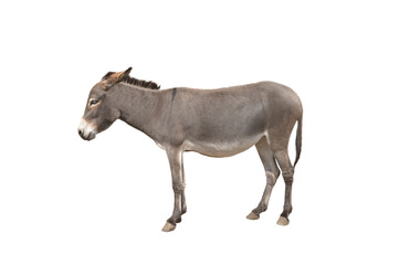 Wall Mural - Donkey isolated on white background