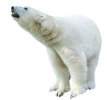 Arctic Polar Bear, Ursus Maritimus
