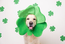A Dog In A Leprechaun Hat Sits On A White Background With Green Clovers. Golden Retriever On St. Patrick's Day
