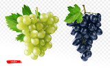 Set of green grape and black grape isolated. Realistic vector illustration of different grapes.