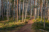 Fototapeta Las - Idyllic forest path with lingonberry and moss on the ground and sunbeams between tall firs in Kemeri National Park, Latvia.