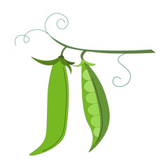 Green peas on twig, two vegetable pods. Vegetarian food. rustic trendy greenery