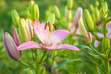 Wall Mural - Close up for pink lilies flowers with buds blooming in the summer garden