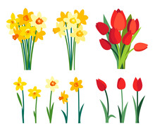 Spring Flowers Clipart. Yellow Daffodils Bouquet And Red Tulip Flowers Isolated On White Background