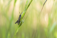 Grasshopper Sitting On Green Plant