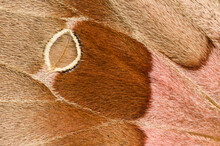Close Up Of Silk Moth Wing