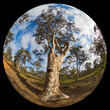 Fish eye image of a Eucalyptus tree; looking upwards along the trunk of the tree.
