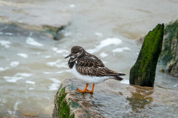 Wall Mural - turnstone perched on a rock in the sea