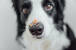 Happy Easter concept. Preparation for holiday. Cute puppy dog border collie with sugar sprinkle dots on nose. Doge nose with decoration for cake and bakery, close up. Spring greeting card