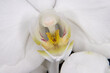Orchideen Blume
