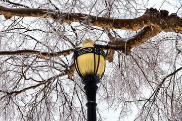 Wall Mural - lantern in the park and frozen tree
