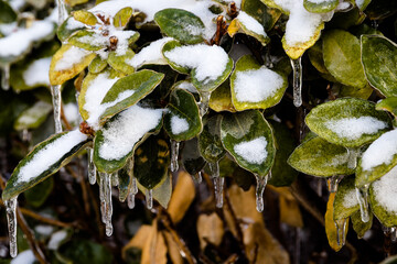 Wall Mural - close up to frozen leaves