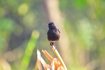 Peid bush chat small birds.