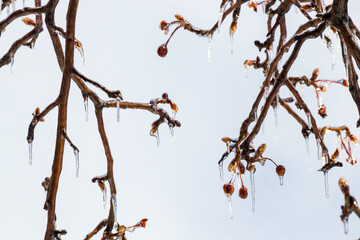 Wall Mural - fascinating pictures of effects of freezing rain