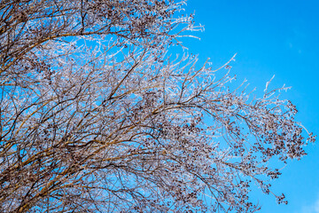 Wall Mural - winter storm effect on frozen branches