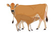 Cow Jersey with Calf - The Best Milk Cattle Breeds. Farm animals. Vector Illustration.