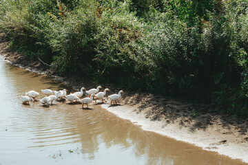 a family of white geese cross the river in summer