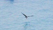 Large Frigate Bird Swooping Into The Ocean, Catching A Fish And Then Flying Away In Curacao, Caribbean