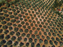Aerial View Of Olive Trees In The Early Afternoon In Petrizzi, Calabria, Italy.