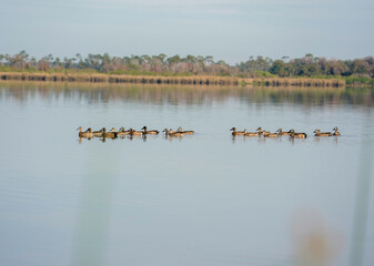 Sticker - A beautiful aquatic birds in the water in Myakka State Park