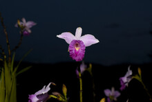 Close-up In The Dark Of A Large Pink Sobralis Orchid. Species Of Terrestrial Flower Native To Ecuador, Peru And Colombia.