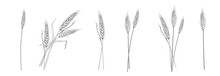 Set Of Different Branches Of Wheat On White Background.