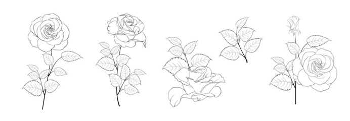 Wall Mural - Set of differents roses on white background