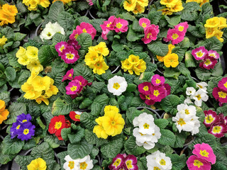 Wall Mural - Primrose flowers - Primula Polyantha - natural