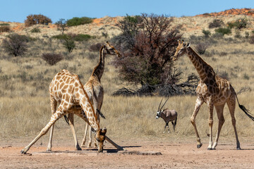 Wall Mural - Three giraffes at a waterhole in the Kgalagadi Transfrontier Park in South Africa. Note the awkward stance with the front legs spread wide, making them very vulnerable at that stage.