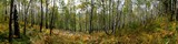 Fototapeta Dmuchawce - Panorama of birch forest in the mountains. In early autumn, the fern turns yellow.