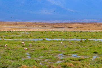 Wall Mural - Lesser flamingo (Phoeniconaias minor) in Ngorongoro crater national park in Tanzania. Wildlife of Africa