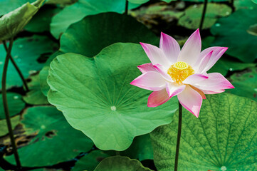 Wall Mural - Lotus Flower, Mekong Delta, Vietnam, Southeast Asia